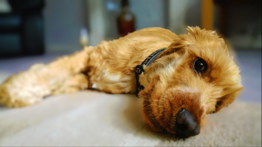 My dog has modelling aspirations. 